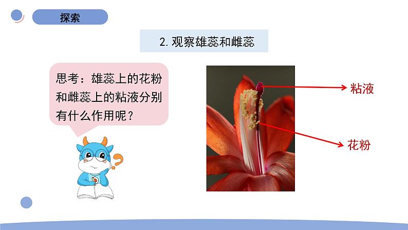 5.凤仙花开花了第8页