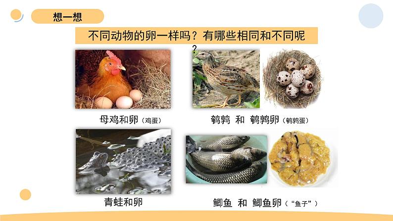 2.2 认识其他动物的卵 教科版三年级下册课件+教案(2023春新版)04