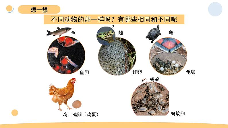 2.2 认识其他动物的卵 教科版三年级下册课件+教案(2023春新版)05