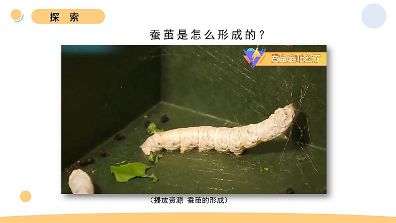 2.4 蚕变了新模样 教科版三年级下册课件+教案(2023春新版)04