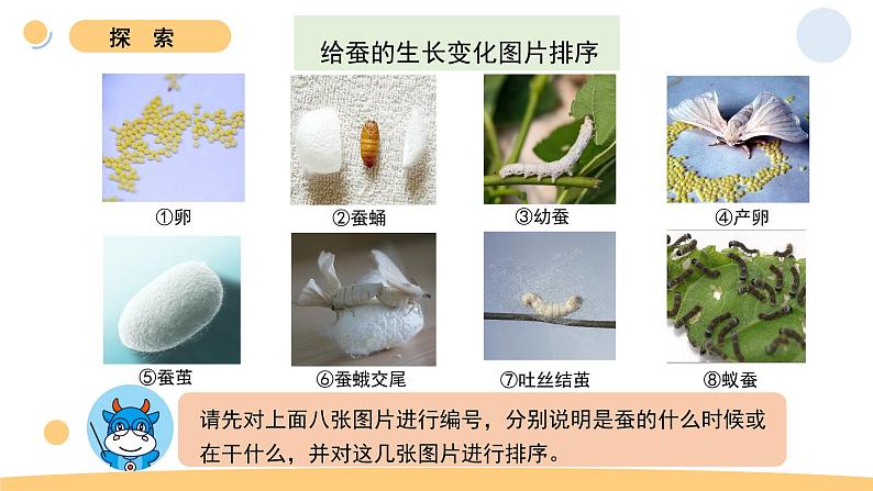 6.蚕的一生第6页