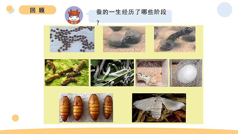 8.动物的一生第2页