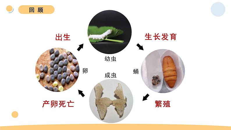 8.动物的一生第3页