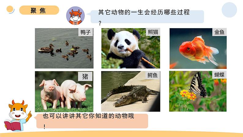 8.动物的一生第4页