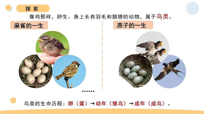 8.动物的一生第7页