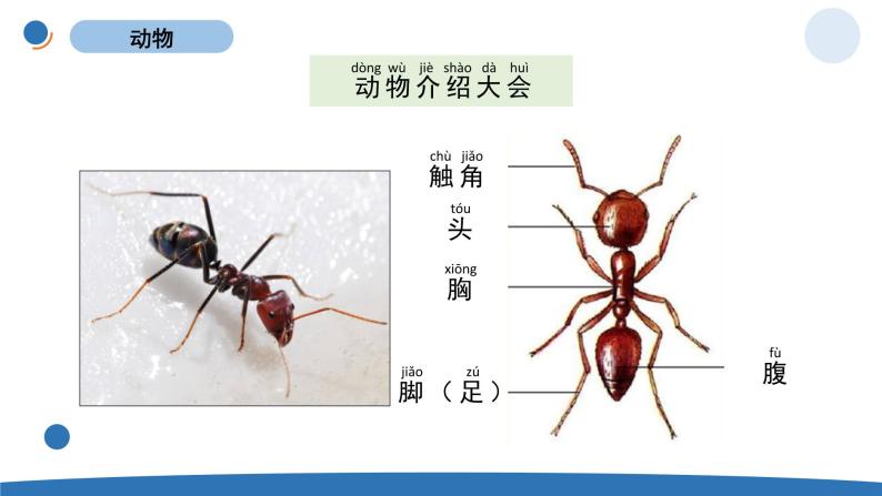 一下2-1《我们知道的动物》 教科版一年级下册课件＋教案（2023春新版）05