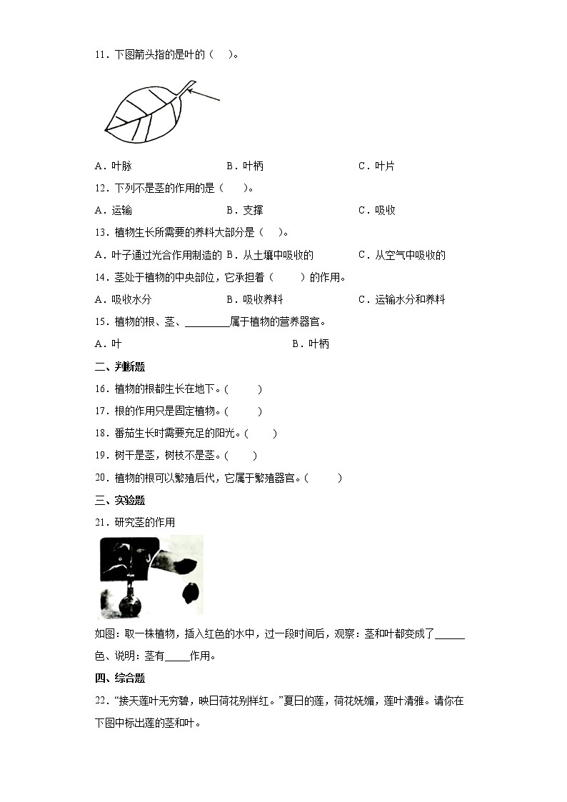 苏教版科学三年级下册1.2幼苗长大了 同步练习(含答案)第2页