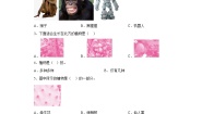 小学科学苏教版 (2017)一年级下册12 动物·人课后测评