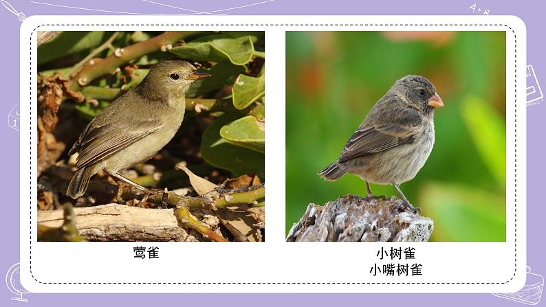 15.多样的生物 课件第2页
