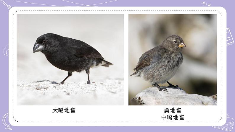 15.多样的生物 课件第3页