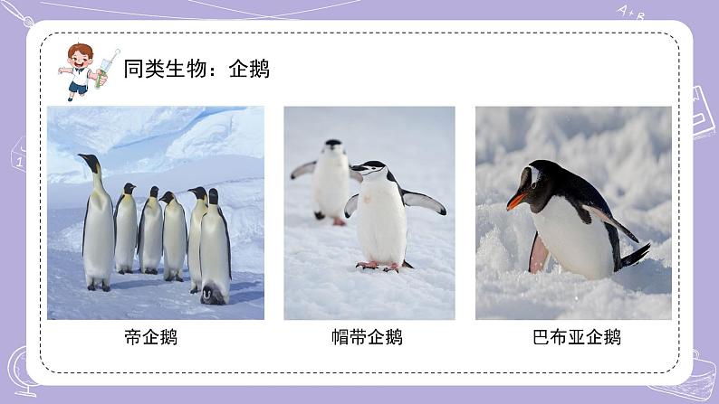 15.多样的生物 课件第7页