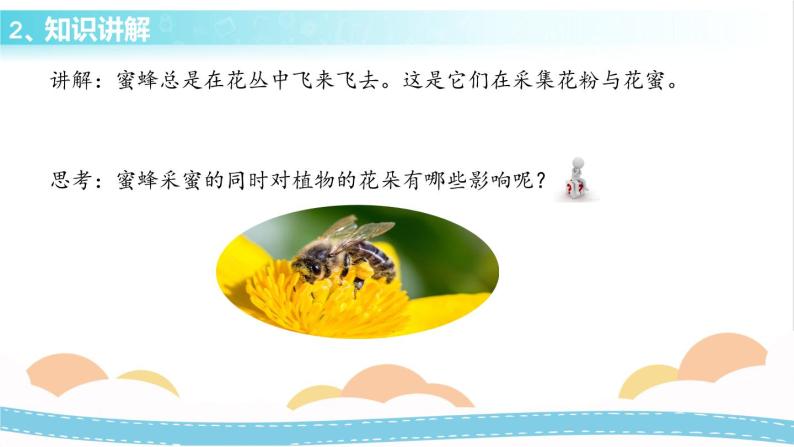 冀人版科学三年级下册3.1 蜜蜂传粉 授课课件+视频04