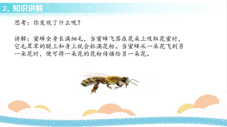 冀人版科学三年级下册3.1 蜜蜂传粉 授课课件+视频06