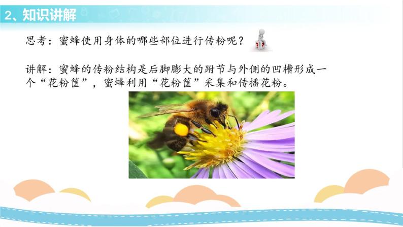 冀人版科学三年级下册3.1 蜜蜂传粉 授课课件+视频07