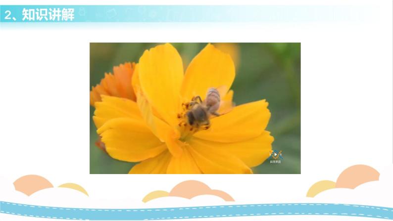 冀人版科学三年级下册3.1 蜜蜂传粉 授课课件+视频08