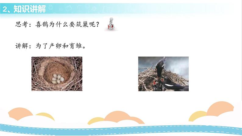 冀人版科学三年级下册3.2喜鹊筑巢 授课课件+视频08