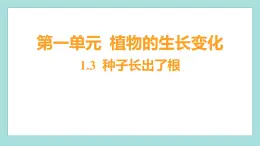 1.3 种子长出了根（习题课件）教科版（2017）四年级科学下册