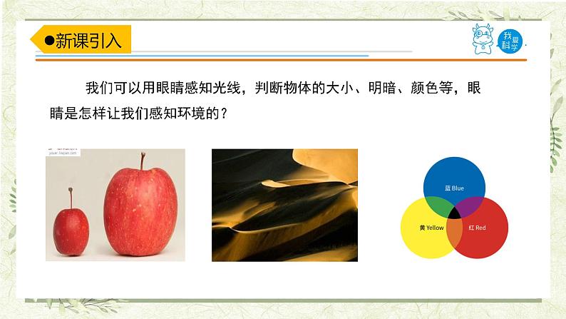 1.《视觉》(课件)02