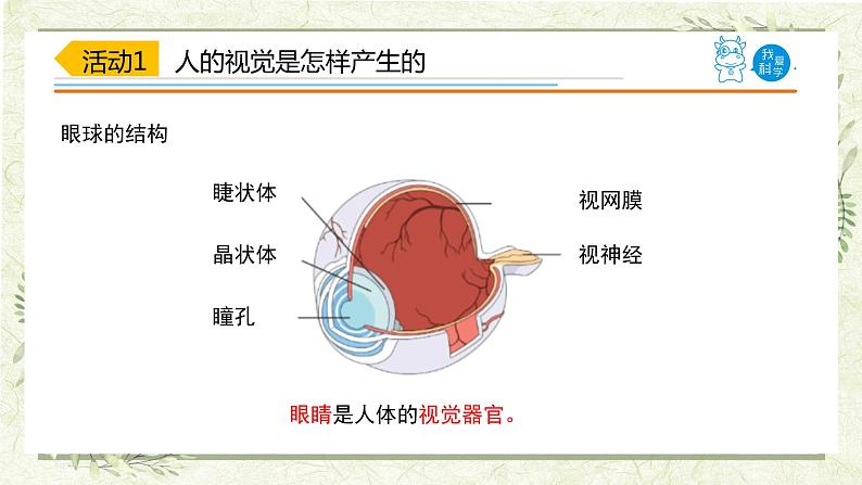 1.《视觉》(课件)03