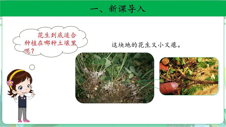 粤教版科学三下 3 土壤与植物 课件03