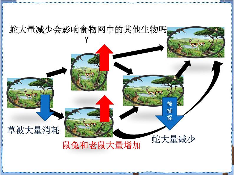 粤教版六下科学 第17课《食物网中的生物》课件第8页