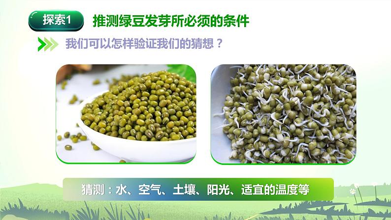 1.1 种子发芽实验(课件)-2022-2023学年五年级科学下册同步备课(教科版)03