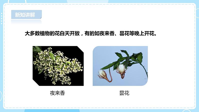 【人教鄂鄂教版】五下科学 1.1《白天与黑夜》(课件+教案+练习)07