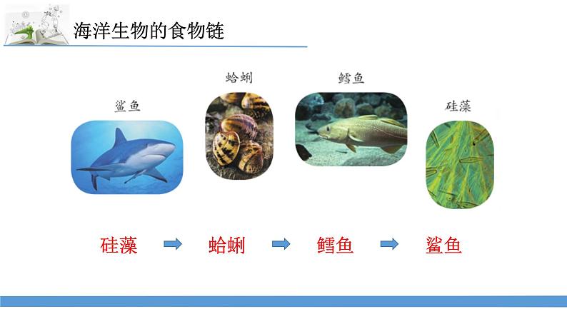 新苏教版科学六下6.有趣的食物链 课件第6页