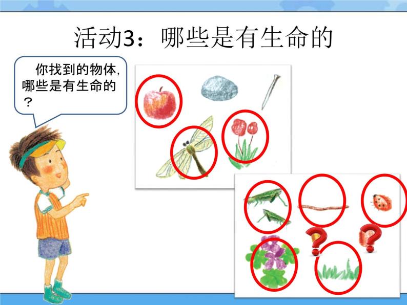 11 草地里有什么 课件+教案08