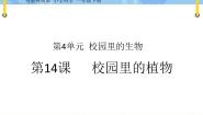 小学科学粤教粤科版 (2017)一年级下册14 校园里的植物一等奖ppt课件