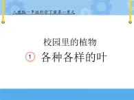 人教鄂教版小學(xué)科學(xué)一年級下冊1.1 各種各樣的葉 PPT課件+教案+活動記錄表+視頻