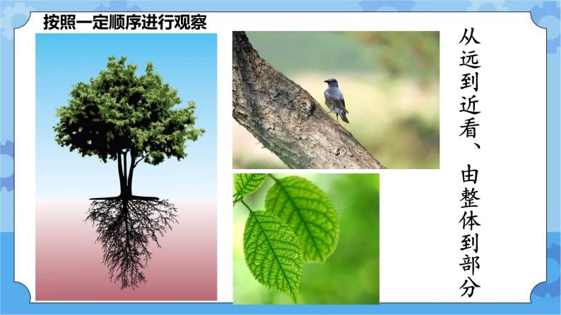 人教鄂教版小学科学一年级下册1.3 观察校园里的植物 PPT课件+教案+观察记录表+视频04