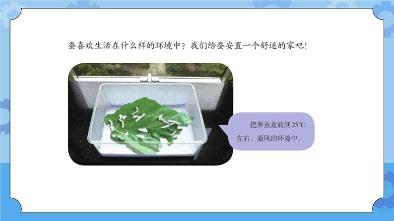 新人教鄂教版四年级下册2.6《怎样养蚕》教学设计+PPT课件+音视频04