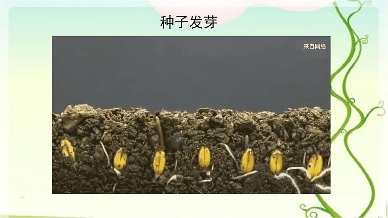 1.种子发芽实验课件PPT第5页