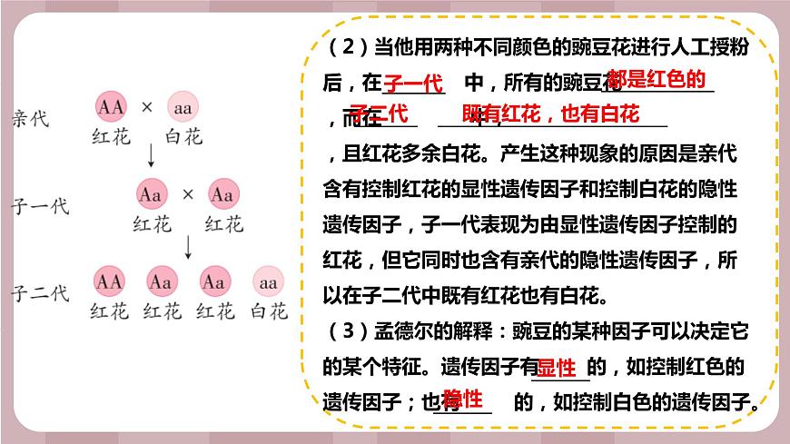 新蘇教版科學(xué)六年級上冊——2.7 尋找遺傳與變異的秘密(課件)第3頁