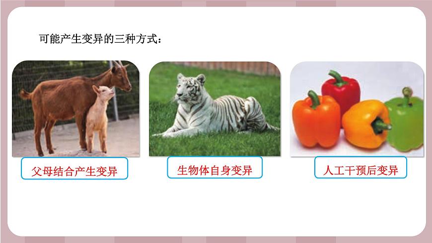 新蘇教版科學(xué)六年級上冊——2.7 尋找遺傳與變異的秘密(課件)第5頁