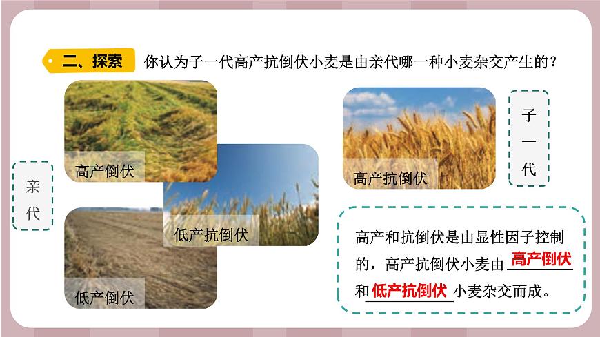 新蘇教版科學(xué)六年級上冊——2.7 尋找遺傳與變異的秘密(課件)第6頁
