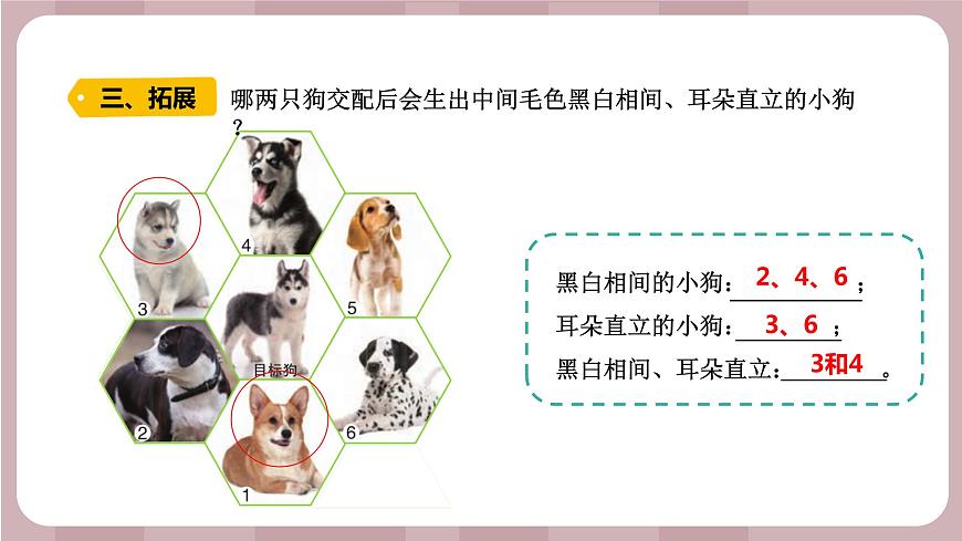 新蘇教版科學(xué)六年級上冊——2.7 尋找遺傳與變異的秘密(課件)第7頁