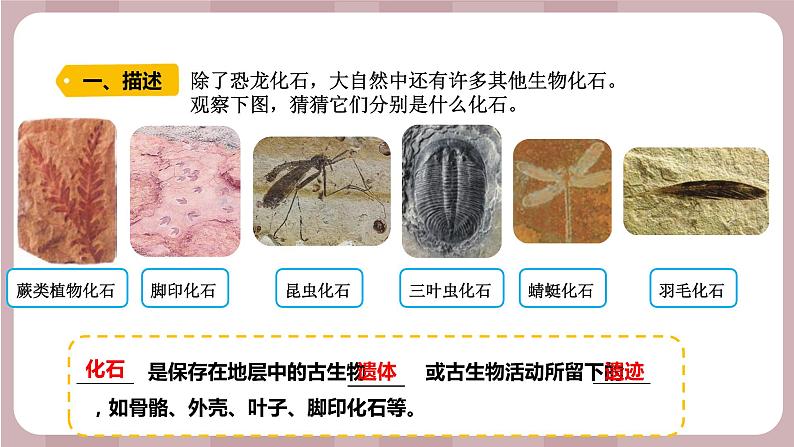 新苏教版科学六年级上册——3.9 化石告诉我们什么(课件)02