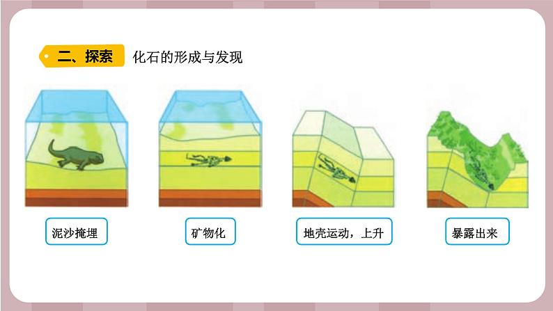 新苏教版科学六年级上册——3.9 化石告诉我们什么(课件)03