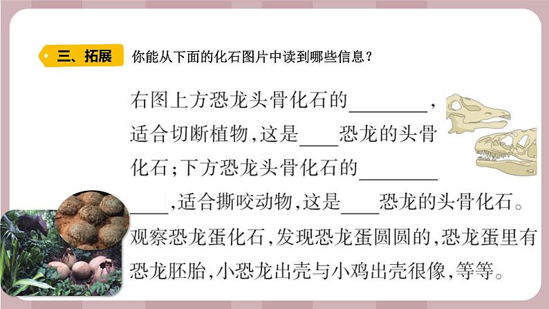 新苏教版科学六年级上册——3.9 化石告诉我们什么(课件)04