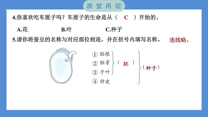 1.1 种子里孕育着新生命(习题课件+知识点梳理)教科版四年级科学下册(PowerPoint 打开PPT)05