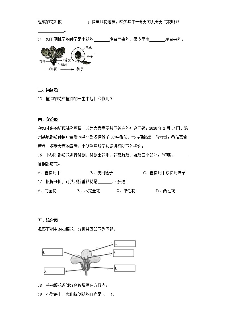 大象版三下科學(xué)3.4開(kāi)放的花朵同步練習(xí) (含答案)第2頁(yè)