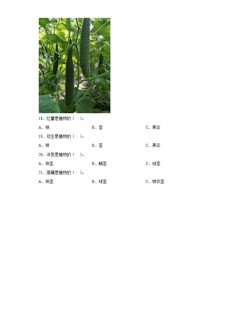 大象版三下科學(xué)3.5 碩果累累(同步練習(xí))(含答案)第3頁