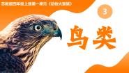 苏教版 (2017)四年级上册第一单元 动物大家族3 鸟类一等奖教学课件ppt