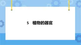 冀人版（2017秋）四年级下册5《植物的器官》 课件