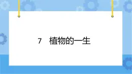 冀人版（2017秋）四年级下册7《植物的一生》 课件