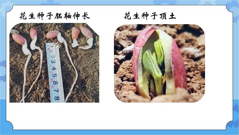 冀人版(2017秋)四年级下册7《植物的一生》 课件06