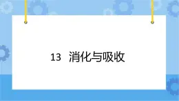 冀人版（2017秋）四年级下册13《消化与吸收》 课件