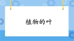 3.12《植物的葉》課件+教案+練習